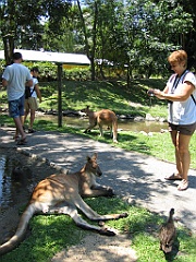 244 Wildlife Habitat Port Douglas